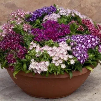 Photo de Phlox Popstars™ Mélange F1. Phlox Popstars™ Mélange F1 formant une touffe compacte et ramifiée couverte de fleurs simples, étoilées et bicolores aux couleurs variées. Le feuillage vert dense met en valeur les pétales contrastés. La couleur caractéristique est : couleurs variées. Le visuel permet d'observer les contours, les teintes et la disposition des éléments présentés.