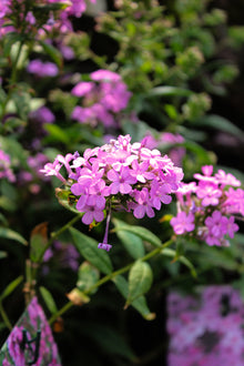 Phlox paniculata 'Jeana'