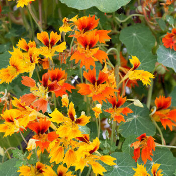 Des fleurs jaunes, orange et rouges montrent des pétales étroits, aux contours nettement découpés. Leurs formes irrégulières se détachent parmi des feuilles vertes arrondies. Des tiges s’entrecroisent entre les fleurs et le feuillage, reliant les différentes parties de la composition. La juxtaposition des corolles colorées et des feuilles rondes occupe l’ensemble de ce cadrage végétal assez serré.