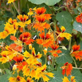 Des fleurs jaunes, orange et rouges montrent des pétales étroits, aux contours nettement découpés. Leurs formes irrégulières se détachent parmi des feuilles vertes arrondies. Des tiges s’entrecroisent entre les fleurs et le feuillage, reliant les différentes parties de la composition. La juxtaposition des corolles colorées et des feuilles rondes occupe l’ensemble de ce cadrage végétal assez serré.