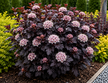 Physocarpus opulifolius 'Panther'
