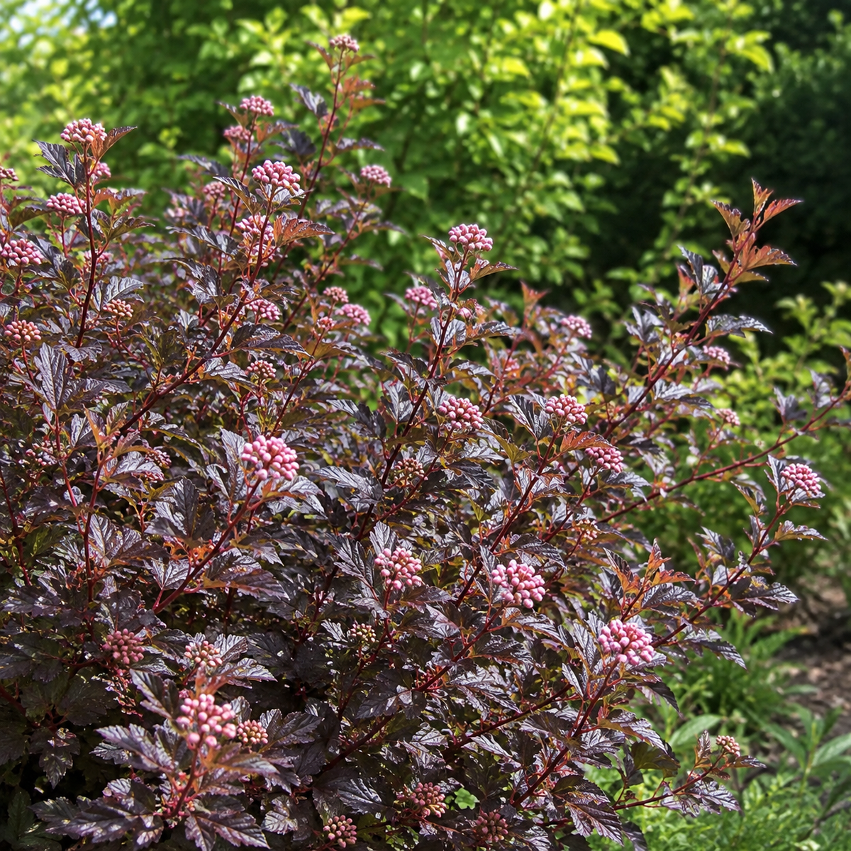 Physocarpus opulifolius 'Sweet Cherry Tea'