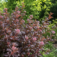 Physocarpus opulifolius 'Sweet Cherry Tea'