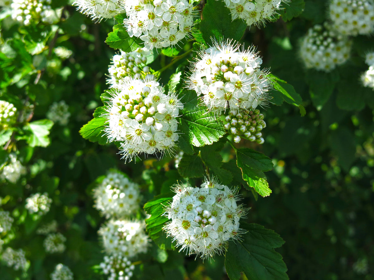 Physocarpus opulifolius