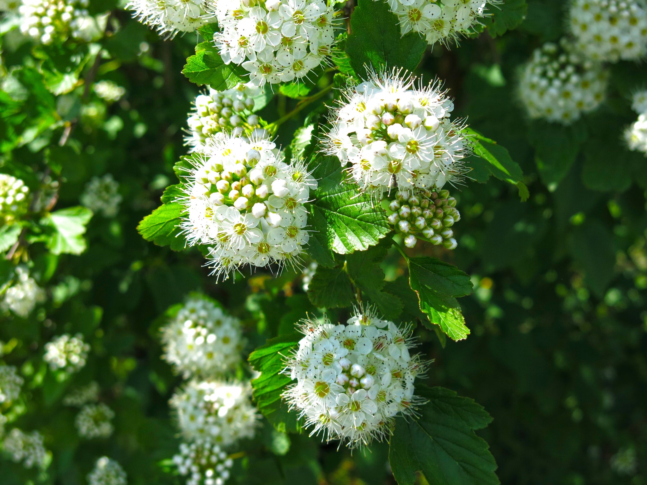 Physocarpus opulifolius
