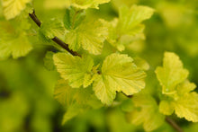 Physocarpus opulifolius 'Dart's Gold'
