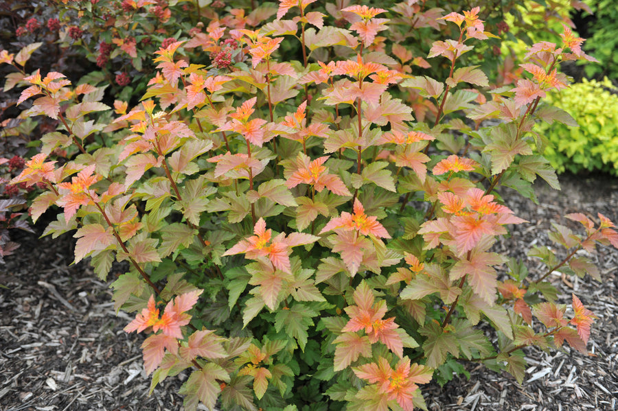 Physocarpus opulifolius 'Amber Jubilee'