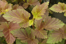 Physocarpus opulifolius 'Amber Jubilee'