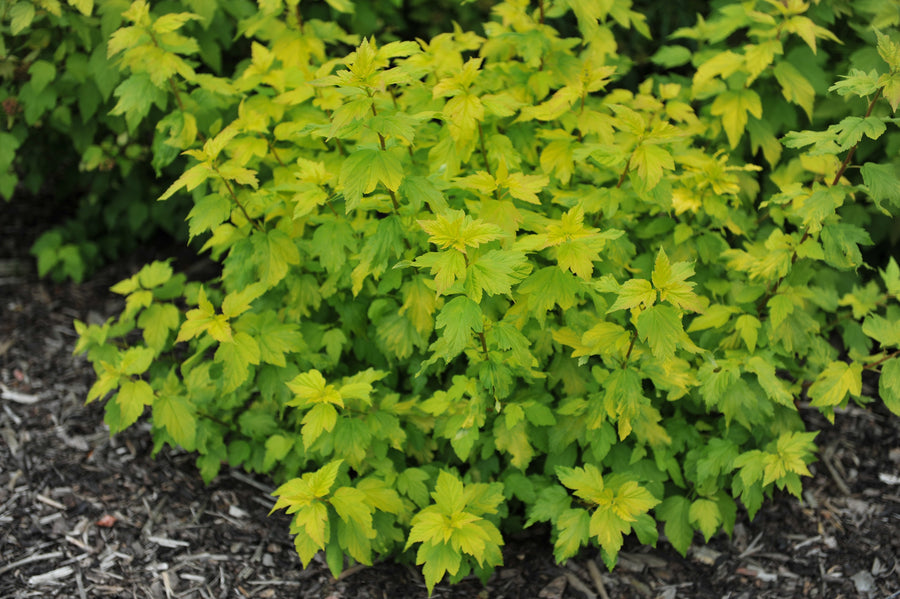 Physocarpus opulifolius 'Angel Gold'