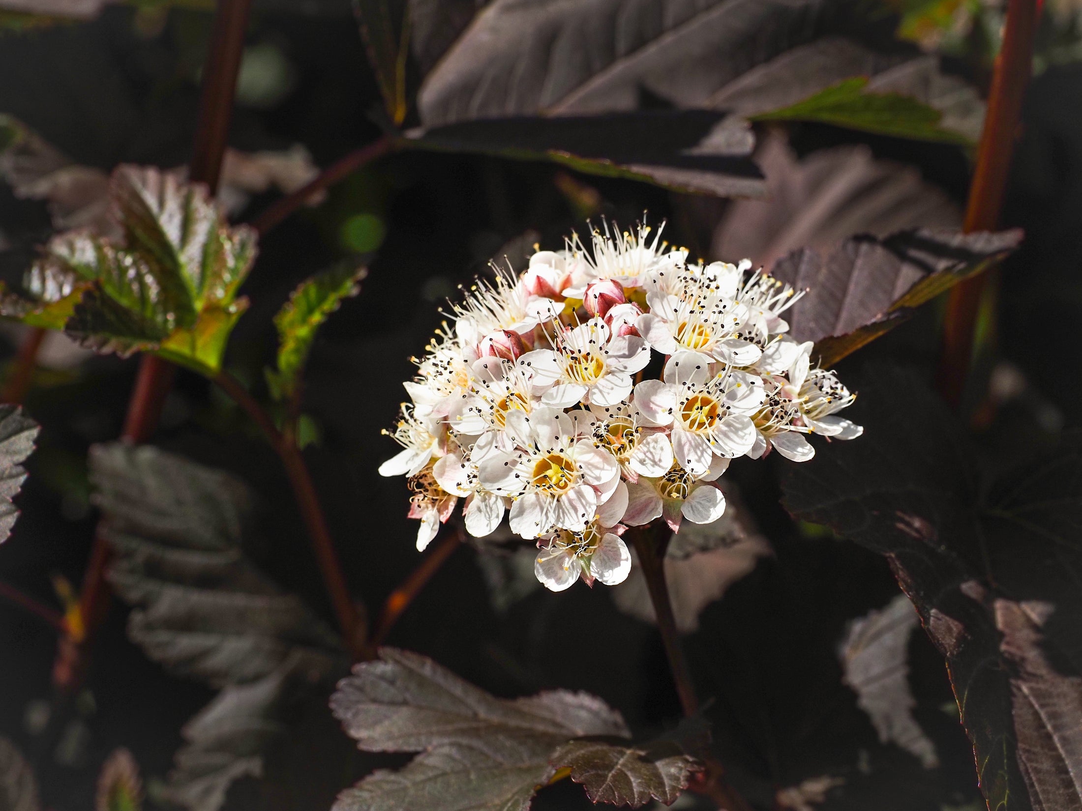 Physocarpus opulifolius 'Burgundy Candy'