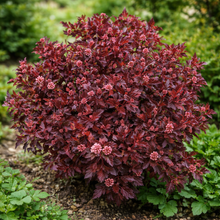 Physocarpus opulifolius 'Calico Kitty'