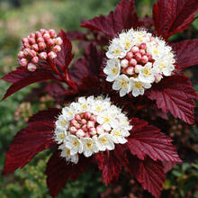 Physocarpus opulifolius 'Calico Kitty'
