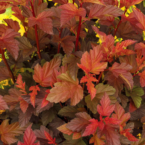 Physocarpus opulifolius 'Coppertina'®