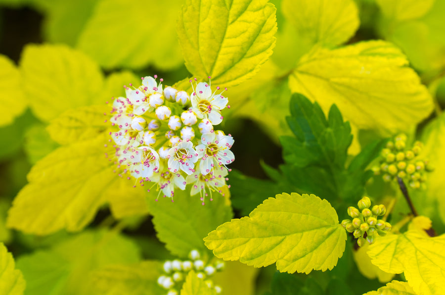 Physocarpus opulifolius 'Dart's Gold'