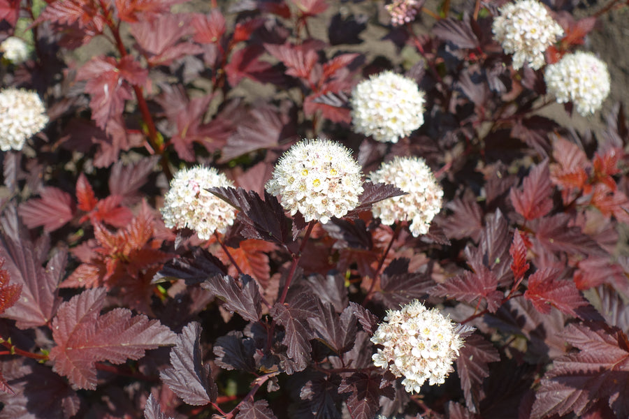 Physocarpus opulifolius 'Diabolo'
