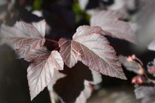 Physocarpus opulifolius 'Diabolo'