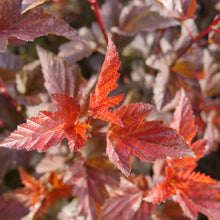 Physocarpus opulifolius 'Ginger Wine'®