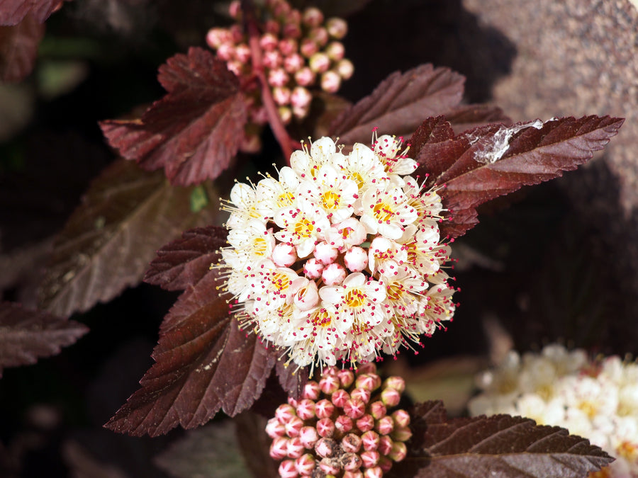 Physocarpus opulifolius 'Ginger Wine'®