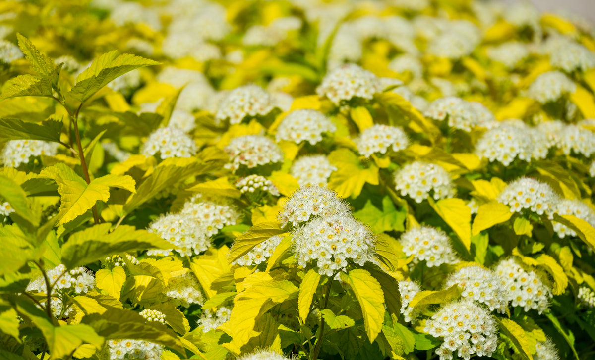 Physocarpus opulifolius 'Golden Nugget'