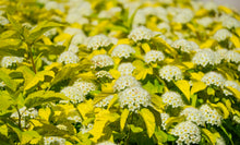 Physocarpus opulifolius 'Golden Nugget'
