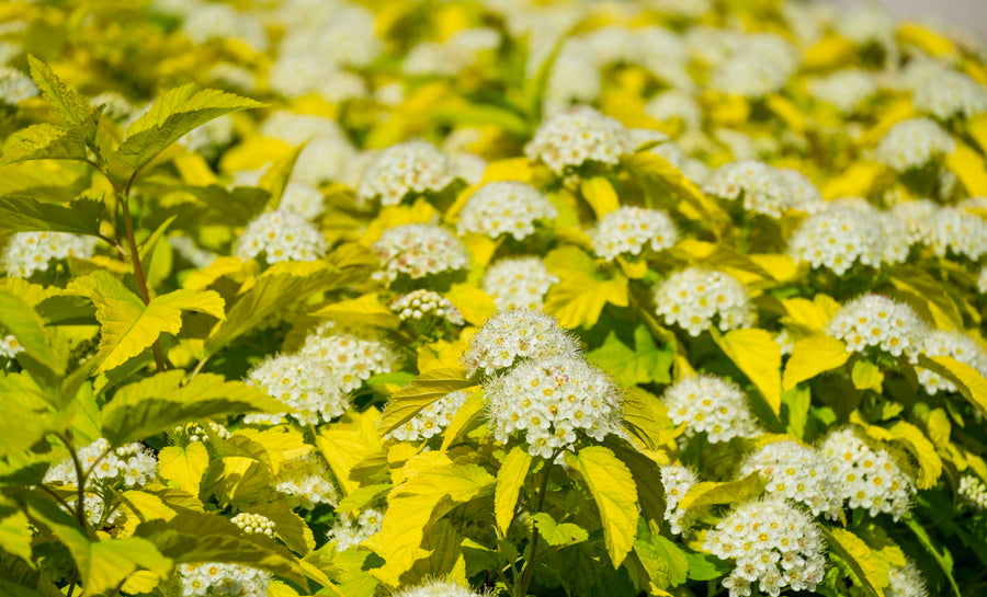 Physocarpus opulifolius 'Golden Nugget'