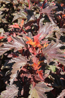 Physocarpus opulifolius 'Little Angel'