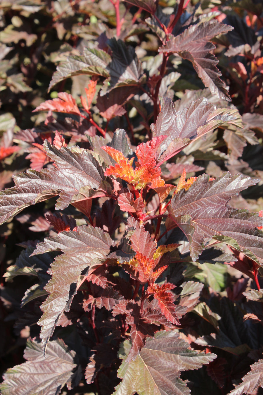 Physocarpus opulifolius 'Little Angel'