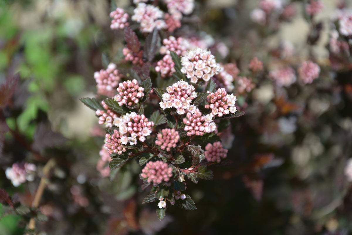 Physocarpus opulifolius 'Little Devil'