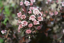 Physocarpus opulifolius 'Little Devil'