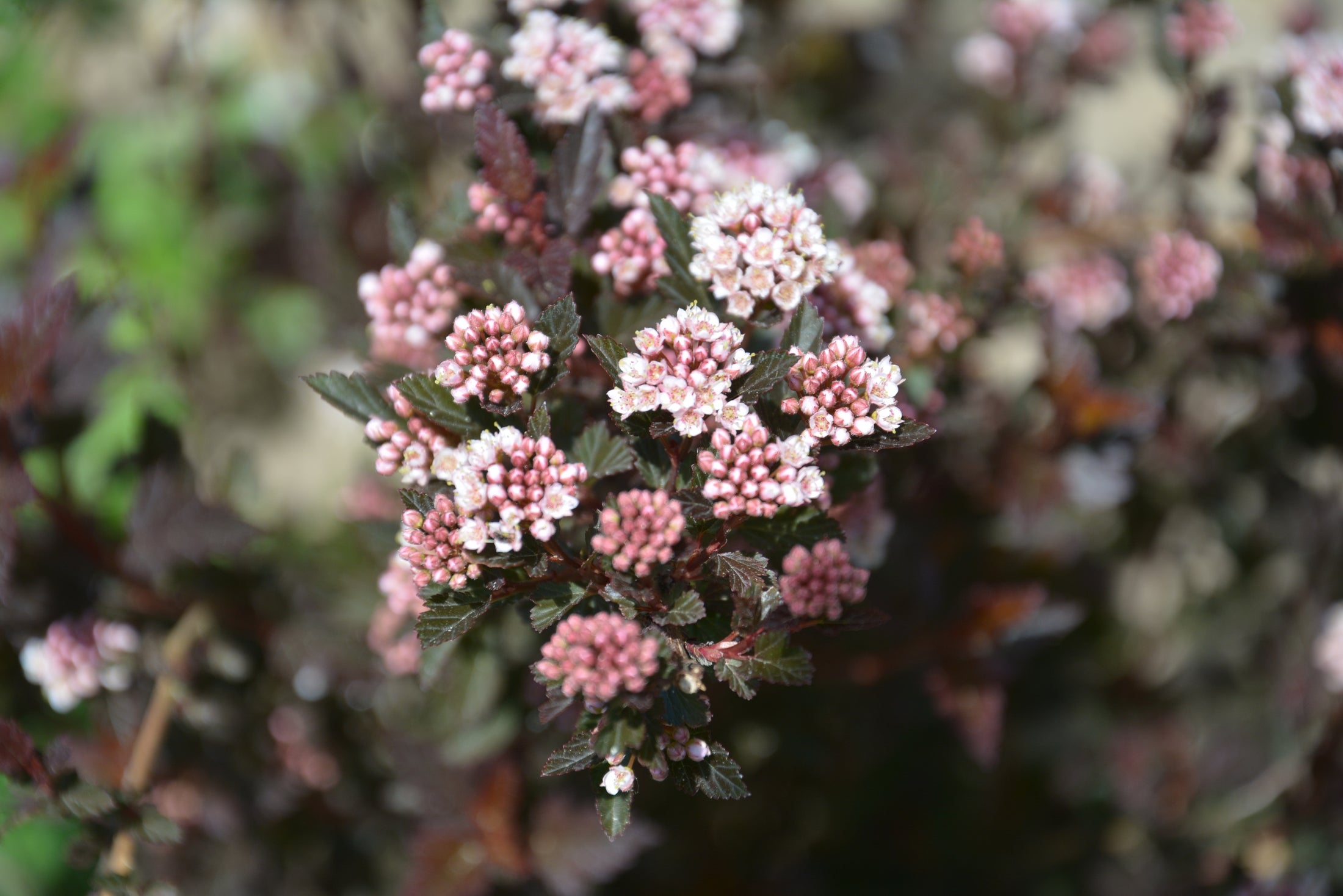 Physocarpus opulifolius 'Little Devil'