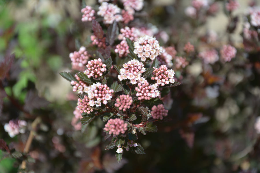 Physocarpus opulifolius 'Little Devil'