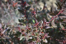 Physocarpus opulifolius 'Little Devil'