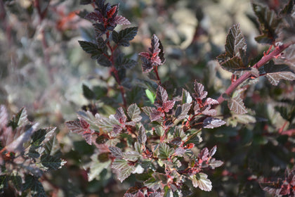 Physocarpus opulifolius 'Little Devil'