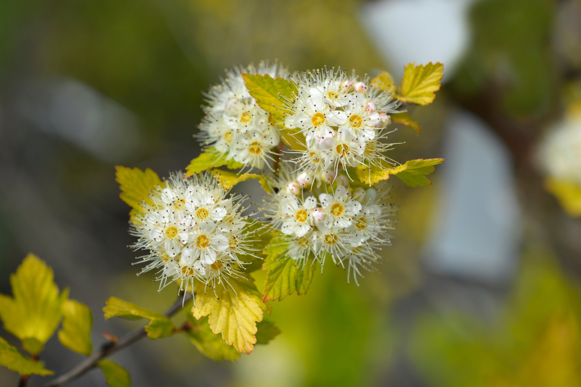 Physocarpus opulifolius 'Luteus'