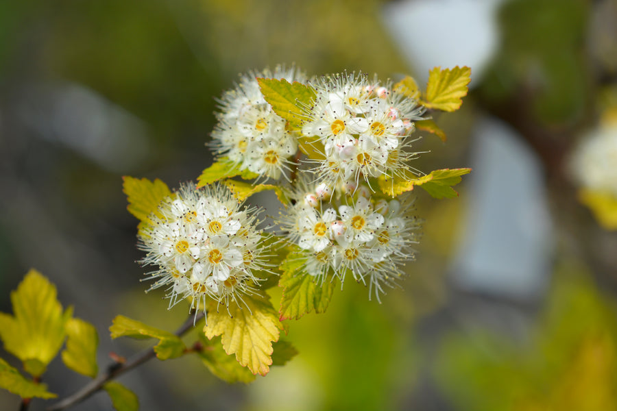 Physocarpus opulifolius 'Luteus'