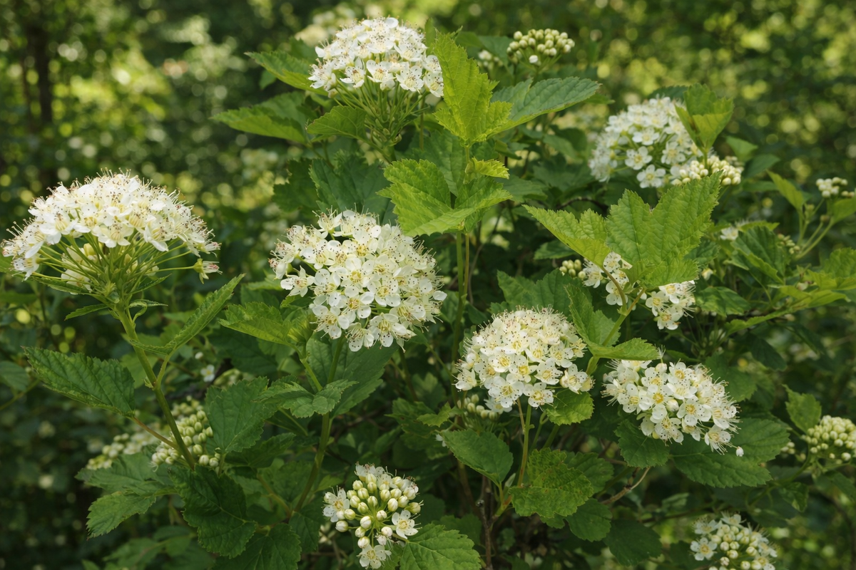 Physocarpus opulifolius 'Nana'