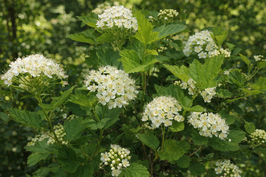 Physocarpus opulifolius 'Nana'