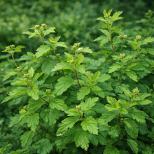 Physocarpus opulifolius 'Nana'
