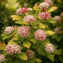 Physocarpus opulifolius 'Raspberry Lemonade'