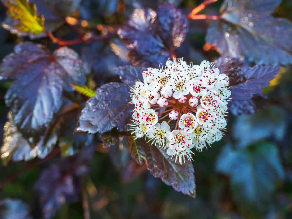 Physocarpus opulifolius 'Red Baron'