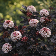 Physocarpus opulifolius 'Royal Jubilee'