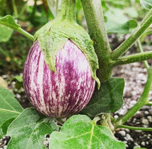 Organic long eggplant 'Piccolo F1'