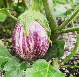 Organic long eggplant 'Piccolo F1'
