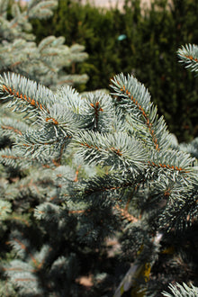 Picea pungens 'Fat Albert'
