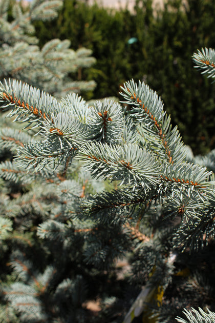 Picea pungens 'Fat Albert'
