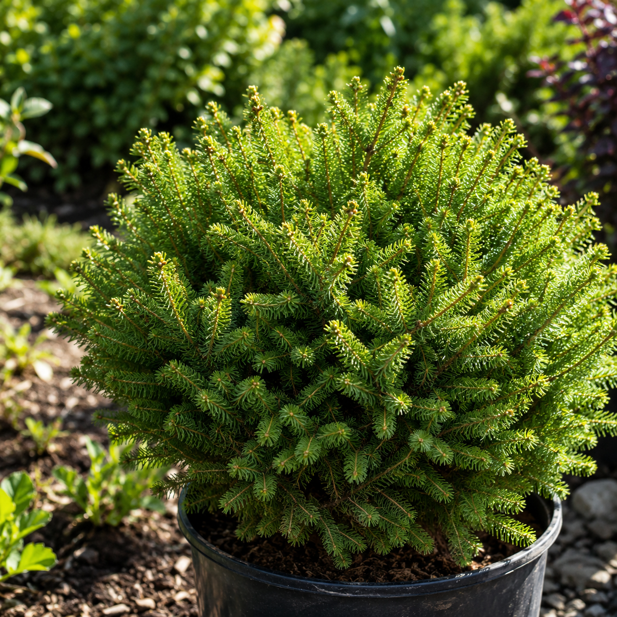 Picea abies 'Fat Cat'