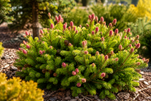 Picea abies 'Pusch'