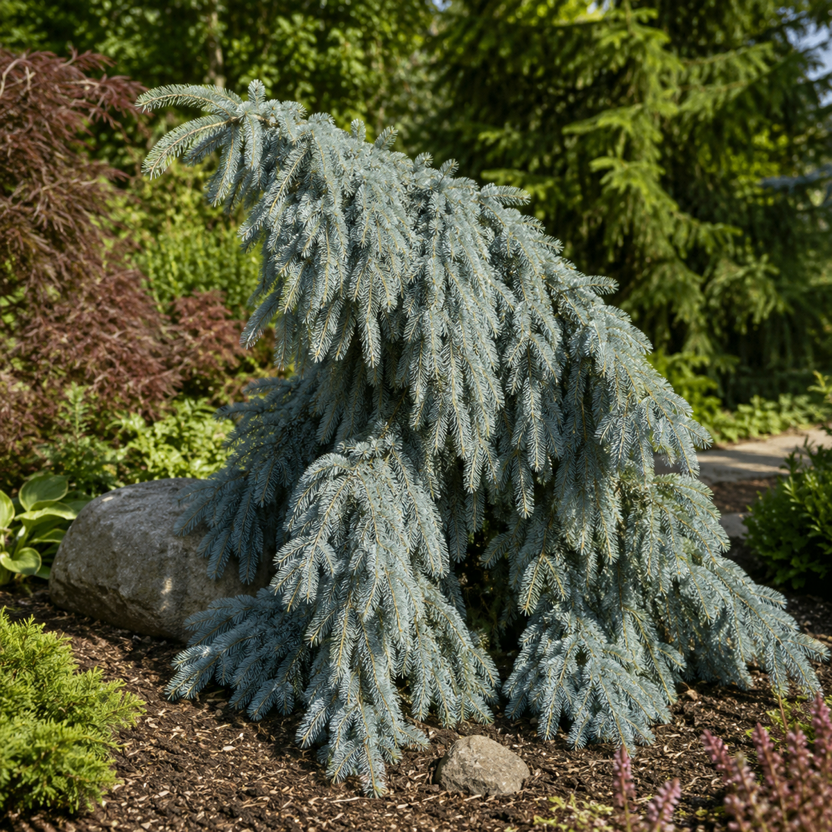 Picea pungens 'Ice Floe'