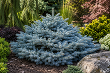 Picea pungens 'Montgomery'