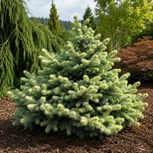 Picea pungens 'Niemetz'
